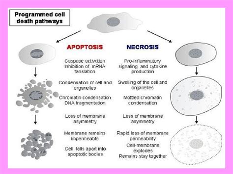 General pathology lecture 3 cell death or necrosis