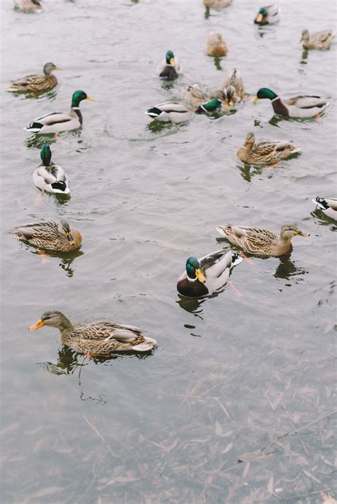 Waterbirds Photos, Download The BEST Free Waterbirds Stock Photos & HD ...