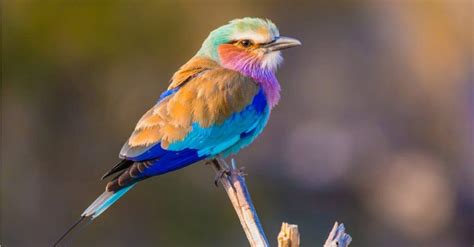 10 Birds with the Most Colorful Feathers - IMP WORLD