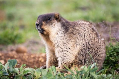 Marmot Vs Groundhog: 6 Differences Explained - IMP WORLD