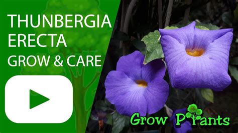 Thunbergia erecta - grow & care (Bush clockvine) - YouTube