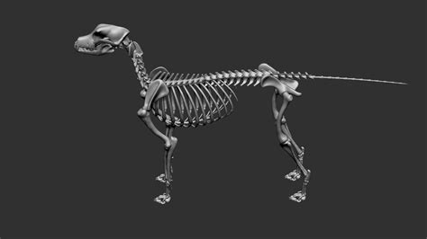 Dog Skeleton 3D Model $79 - .ztl .obj - Free3D