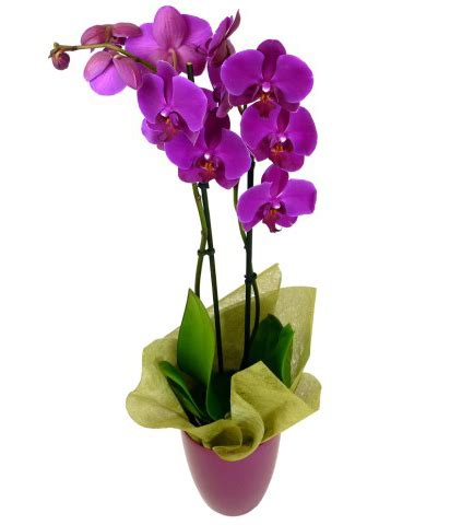 Purple Color Orchids Plant Delivery To Philippines | Orchid Plant