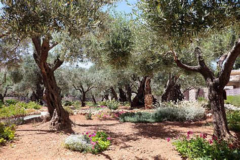 Royalty Free Garden Of Gethsemane Pictures, Images and Stock Photos - iStock