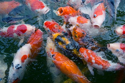 Top more than 83 koi fish wallpapers latest - in.coedo.com.vn