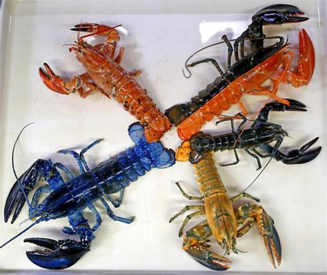 Rare Yellow Lobster Donated To New England Aquarium - World News - Gaga Daily