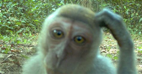 Borneo jungle photos: Animals pose for a camera in jungle - World News - Mirror Online