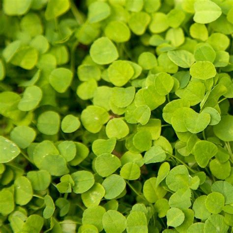 Clover Seed and Perennial Clover Seed | Clover Seed for Sale – Grow Organic