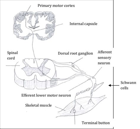 Innervation of skeletal muscle-adapted from [34]. | Download Scientific ...