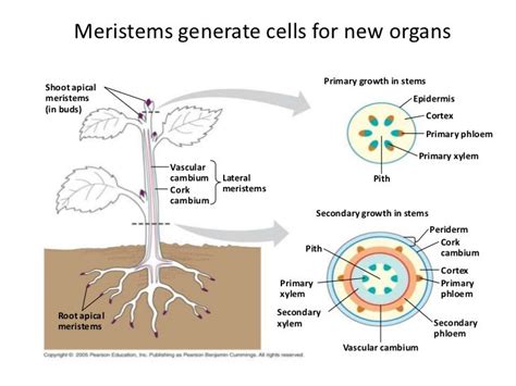 Plant Growth