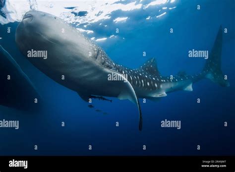 Whale shark eating plankton in blue ocean. Giant Whale shark swimming ...