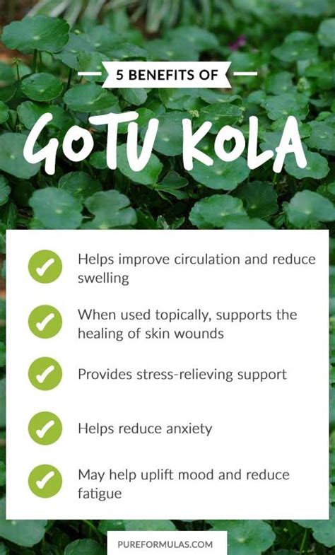 Benefits of Gotu Kola | Health, Natural cures, Herbs