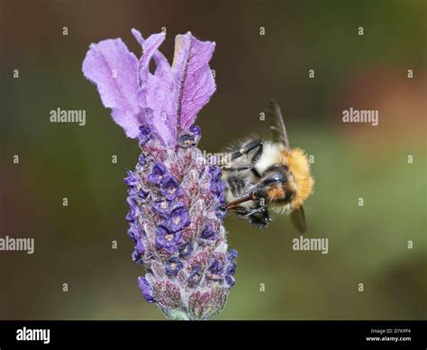 Bumblebee on flowering plant Stock Photo - Alamy