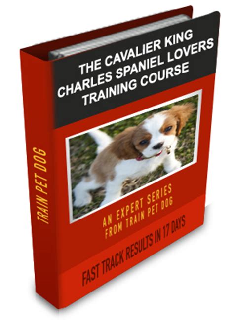 Cavalier King Charles Spaniel Training: Learn All About Training ...