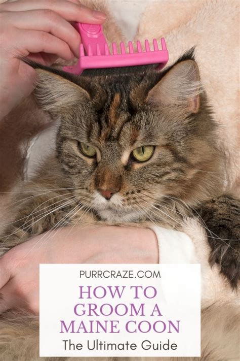 The Ultimate Guide To Grooming Your Maine Coon | Purr Craze (2022)