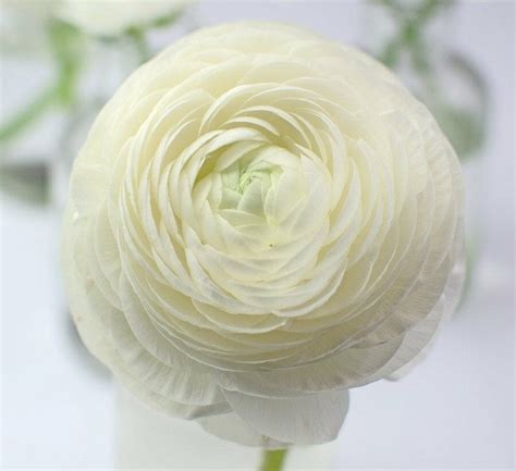 Ultimate Guide to Ranunculus Flower Meaning, Origins & Varieties ...