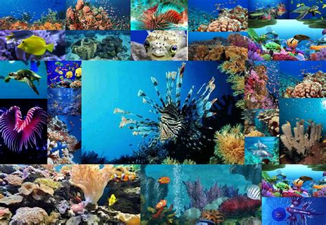 🔥 [30+] Marine Biology Wallpapers | WallpaperSafari