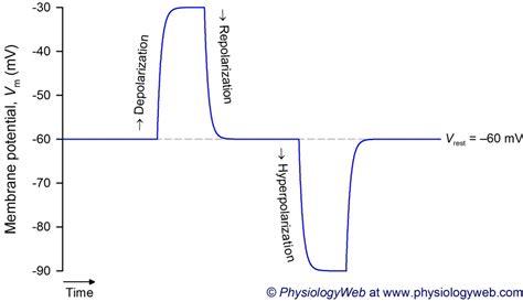 Introduction - Resting Membrane Potential - PhysiologyWeb