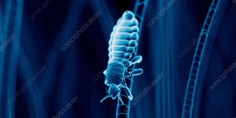 Head louse, illustration - Stock Image - F038/3279 - Science Photo Library