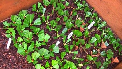 How To Propagate Rhododendron From Cuttings - topleadgenerationtips