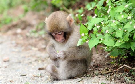 Adorable Monkey in HD Wallpaper