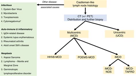 Overview Of Castleman Disease ScienceDirect, 55% OFF