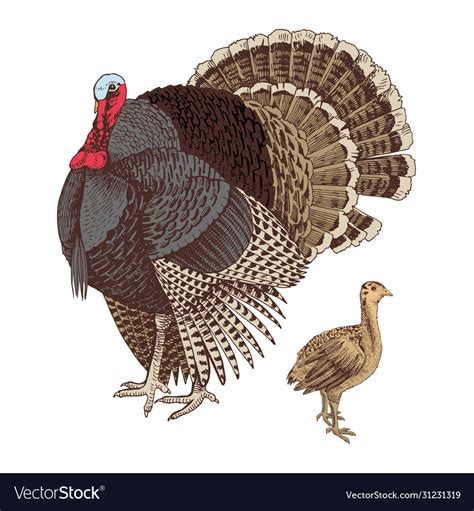 Hand drawn turkey and poult Royalty Free Vector Image