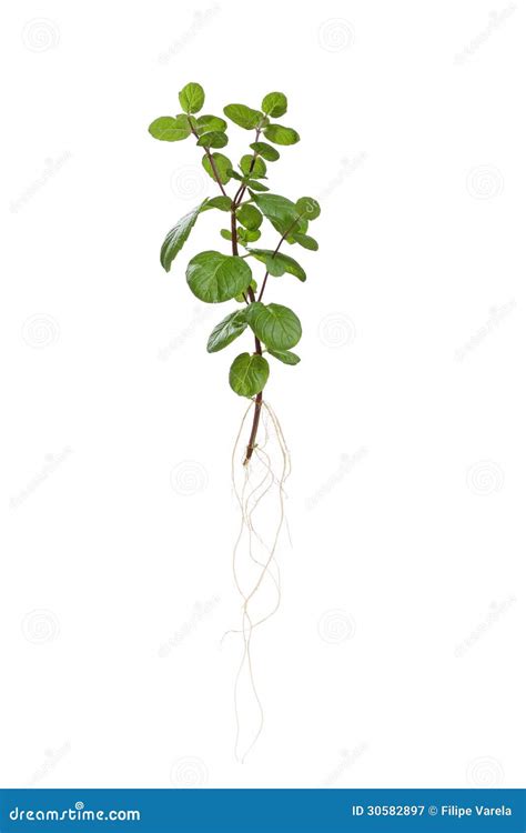 Mint plant with root stock image. Image of green, isolated - 30582897