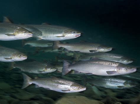 You Won’t Believe the Source of the World’s Most Sustainable Salmon ...