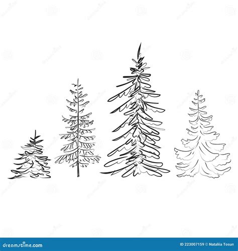 Elegant Outline Drawing of Pine Tree, Vector Illustration Stock Vector - Illustration of ...