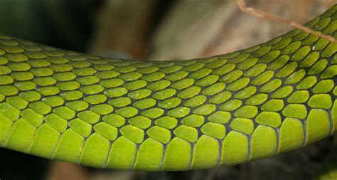 Reptiles0021 - Free Background Texture - snake reptile scales scale ...