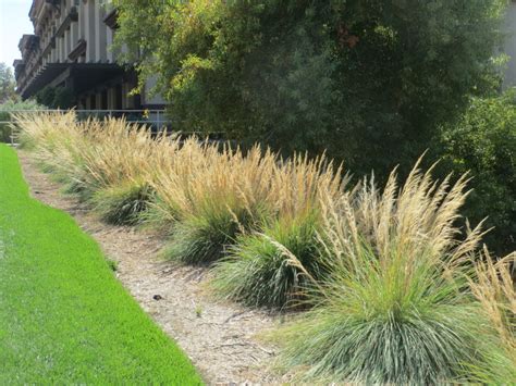 Muhlenbergia emersleyi – PlantRight