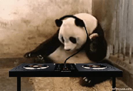 Panda GIF - Find & Share on GIPHY