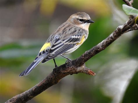 Yellow-rumped Warbler | BirdForum