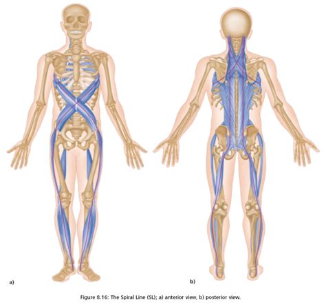 Fascia, Bones, and Muscles – BeingHuman