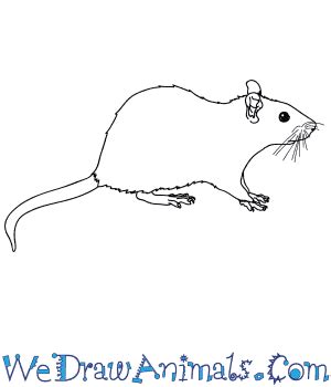 View 18 Small Rat Drawing - greatwatergraphics