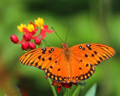 orange | Nature, Beautiful, Orange