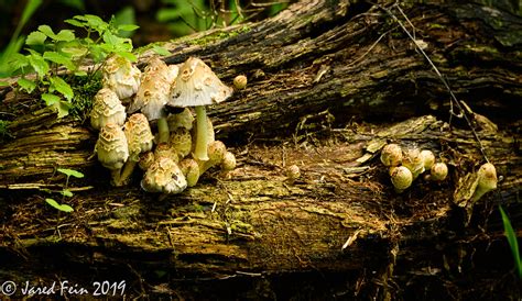 Fungi on a Rotting Log | Jared Fein | Flickr