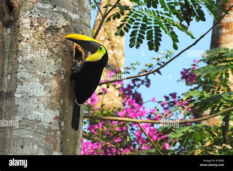 CHESTNUT MANDIBLED TOUCAN or SWAINSON S TOUCAN Nest hole into tree ...