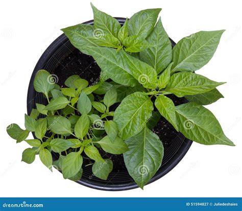 Hot pepper potted plants stock image. Image of studio - 51594827