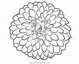 Flower Dahlia Coloring Pages Sheets Printable Colorir Para Desenho  sketch template