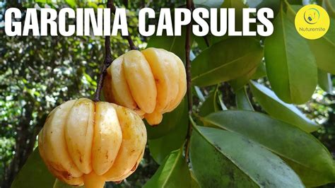 Garcinia capsules: Uses, benefits, precautions, and dosage || Vitamins And Supplements - YouTube