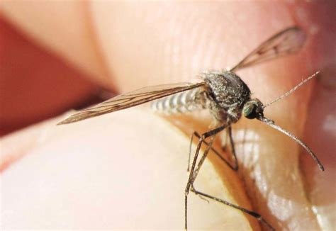 It’s time for Alaska’s mosquitoes to shine | Alaska Science Forum ...