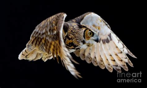 Great Horned Owl Flying Photograph by CJ Park - Fine Art America