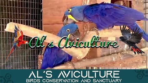 Hyacinth Macaw breeding in Al's Aviculture | Hyacinth Macaw babies for ...