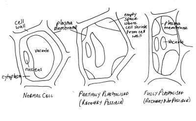 My Broken Garden: Stages Of Plasmolysis In Hypertonic Salt Solution