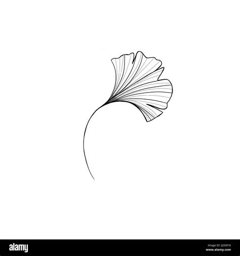 ginkgo leaves detailed sketch, idea for botanical tattoo Stock Photo - Alamy