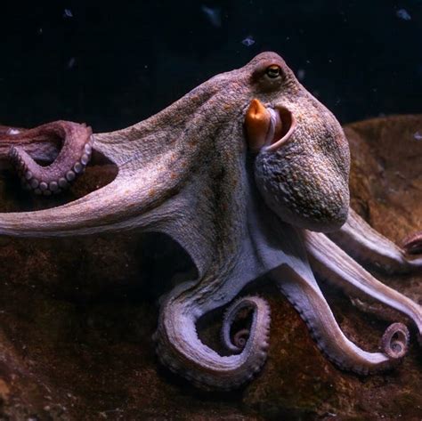 15 Incredible Octopus Photos and Facts