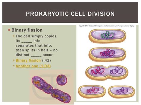 PPT - Cell Division mitosis and meiosis PowerPoint Presentation - ID:2275311