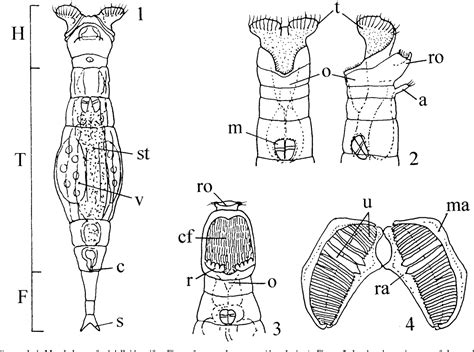 Rotifer Anatomy - Anatomical Charts & Posters